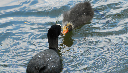 A baby coot being fed by it's parentの写真素材