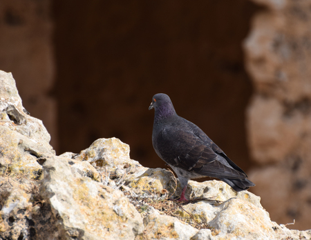 A wood pigeon perched on a rock in Paphosの写真素材