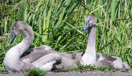 Two Cygnets sitting by a footpath near Falkirkの写真素材