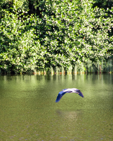 A Grey Heron flying over the waters of Loch Linlithgow in Scotlandの写真素材