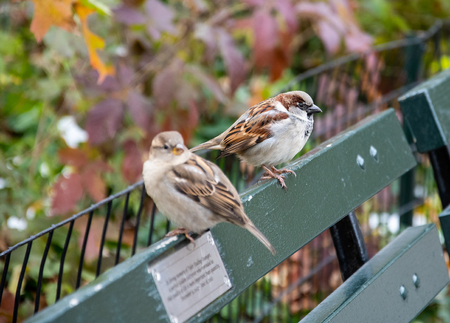 A male and female House sparrow perched on a bench in Central Parkの写真素材
