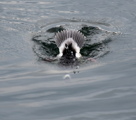 A picture of a Bufflehead Duck diving under the Reservoir in Central Parkの写真素材