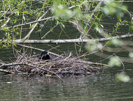 A coot sitting on it's nest in a park lakeの写真素材