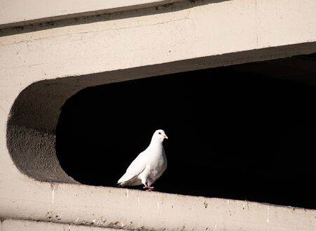 A White feral pigeon sits in the Transom of Rading Bridgeの写真素材