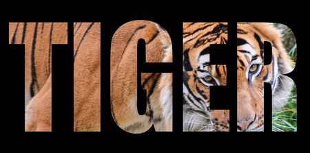 An image of a Tiger forming the word tiger on a black background