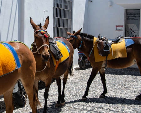 Fira, Greece - July 12 2019:   The donkeys of the train used to take tourists up and down the cliffs of Fira, seen in the town square.のeditorial素材