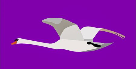 a graphic illustration of a flying mute swan for use as a logo or iconの写真素材