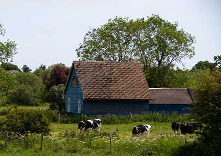 Reading, United Kingdom - June 01 2019:   Cows graze in front of a Blue barn buildingのeditorial素材