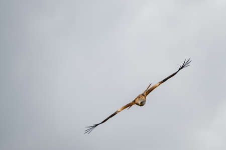 A red kite soars through grey skies over Readingの写真素材