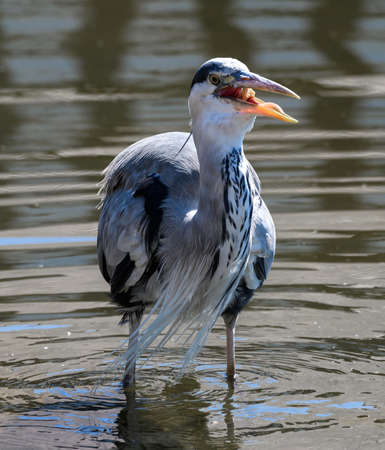 A portrait of a Grey Heron feeeding at the edge of a lakeの写真素材
