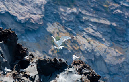 A Yellow legged Gull coming in to land on a basalt rock on nea Kameni islandの素材 [FY310167976825]