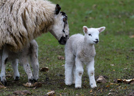 Portrait of a young and cute Kerry Hill sheep lamb and it's mother