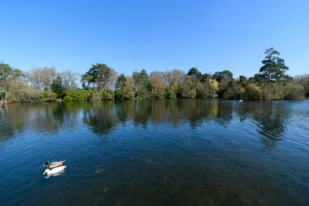 Mallards swimming on the lake at California Country parkの写真素材
