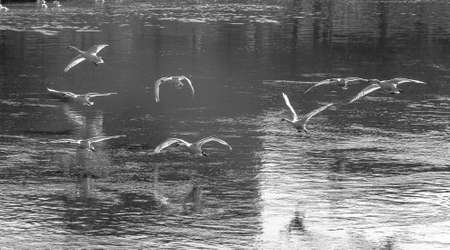 A black and white image of swans coming in to land on the River Severnの写真素材