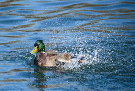 An image of a Mallard splashing water over itselfの写真素材