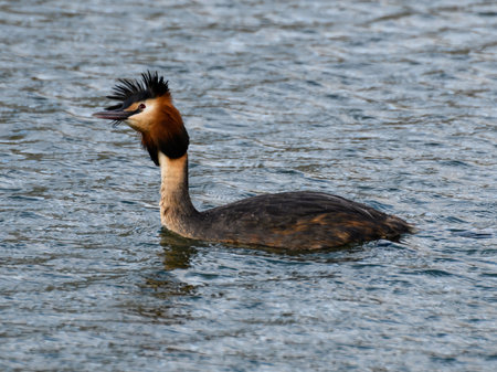 A great crested grebe swimming in the waters of the River Thames