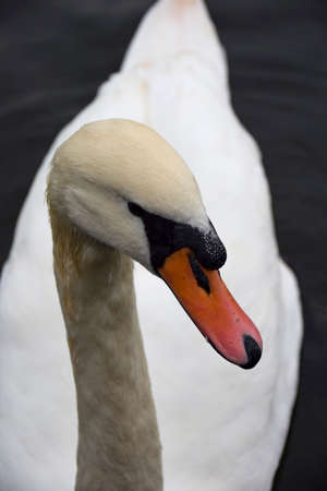 A portrait of a Mute swan on the River Thames at Reading