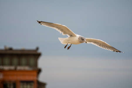 A ring-billed gull flying over the beach of Long Branchの写真素材