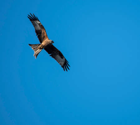 Red Kite flying in blue skies over Readingの写真素材