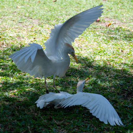 A portrait of two Cattle Egrets fighting