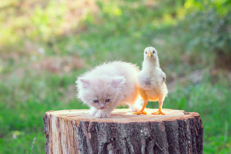 Adorable red kitten with little chicken