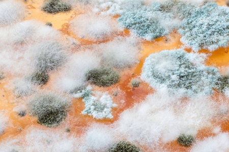 mold grows on the surface of spoiled food