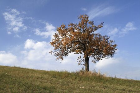 A Lonely Autumn Treeの写真素材