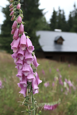 Foxglove  Digitalis purpurea  on a mountain meadowの写真素材