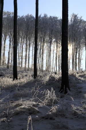 Winter sun shining through trees covered with frostの写真素材