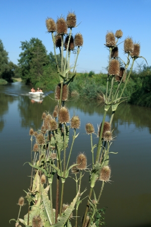 Teasel Flowers on the Banks of the Riverの写真素材