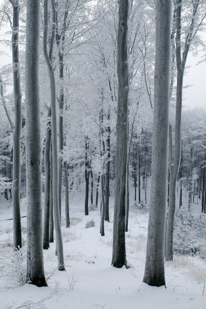 Snow Covered Beech Forestの写真素材