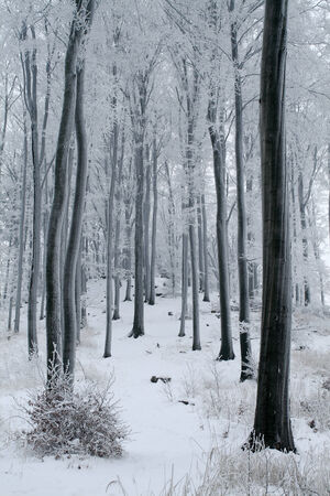 Misty beech forest in the winter with frost covered tree trunks の写真素材