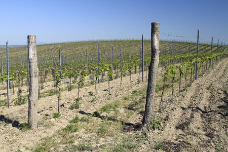 Rows of newly planted grapevines in South Moravia  Palava region , Czech Republic の写真素材