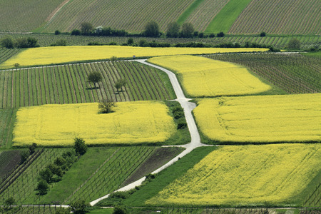 Aerial view of yellow rapeseed  Brassica napus  fields and vineyards の写真素材