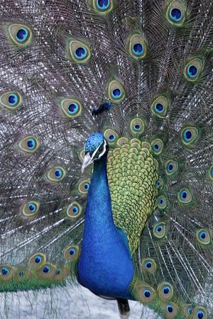 A beautiful colorful peacock head and neck with feathersの写真素材