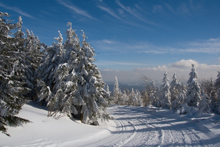 Snowy road through spruce forest in a bright winter day.の写真素材