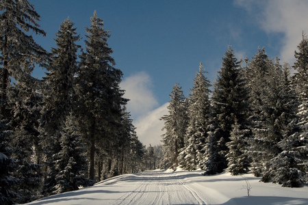 Snowy road in a spruce forest during a sunny winter day.の写真素材
