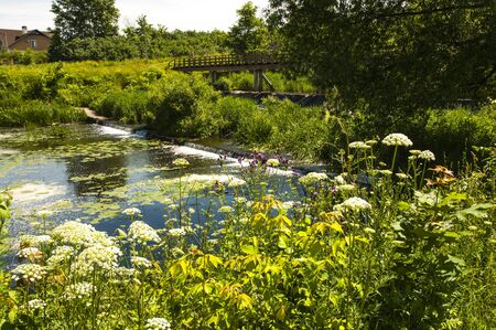 River landscape in summer