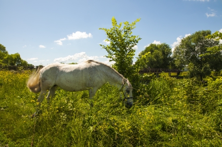 white horse on the fieldの写真素材