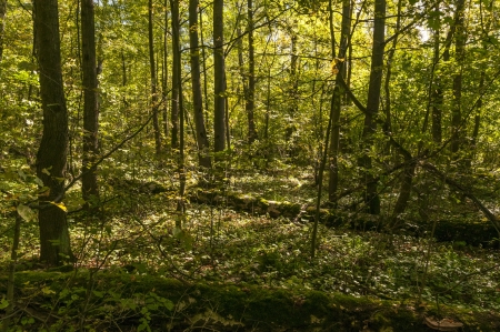 Forest in autumn