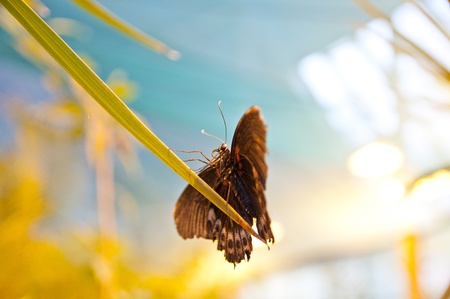 Tropical butterfly on a tree