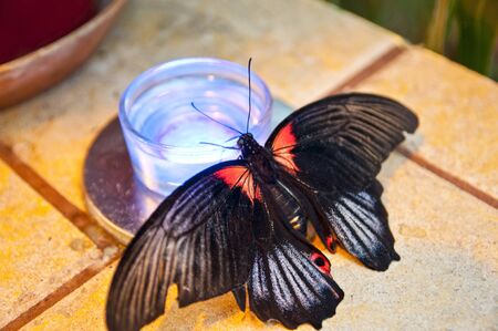 Tropical butterfly on a treeの写真素材