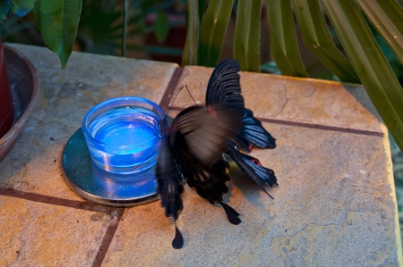 Tropical butterfly on a treeの写真素材