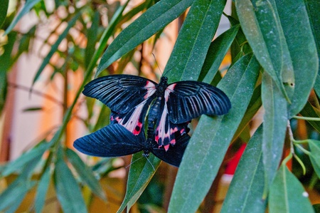 Tropical butterfly on a treeの写真素材