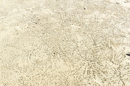 Beach white sand with traces of crabs