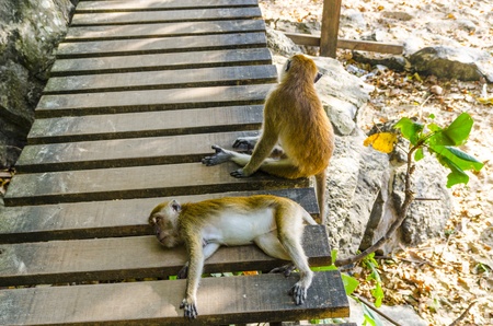 Monkeys playing on a wooden bridgeの写真素材