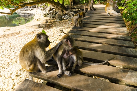 Monkeys playing on a wooden bridge