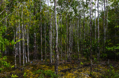 Jungle National Park in Krabi Thailand