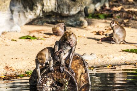 Young macaque monkey playing in the sand