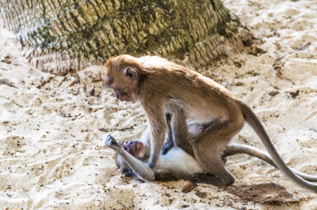 Macaque monkey playing in a tropical jungle in its natural habitatの写真素材